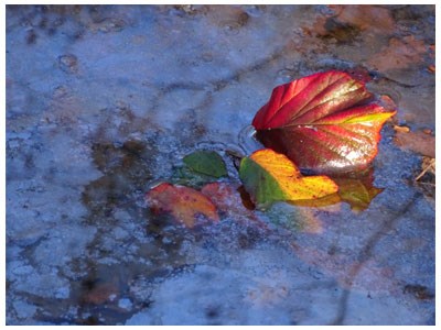 Association AcomArtistes | patricia rosenfeld, exposition artiste pau, photographes pau, expo photo pau, artiste photographe | Pau (64)