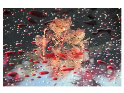 Photographe Patricia Rosenfeld pour l'expo Rendez-vous aux Jardins | Association AcomArtistes | Pau, Tarbes